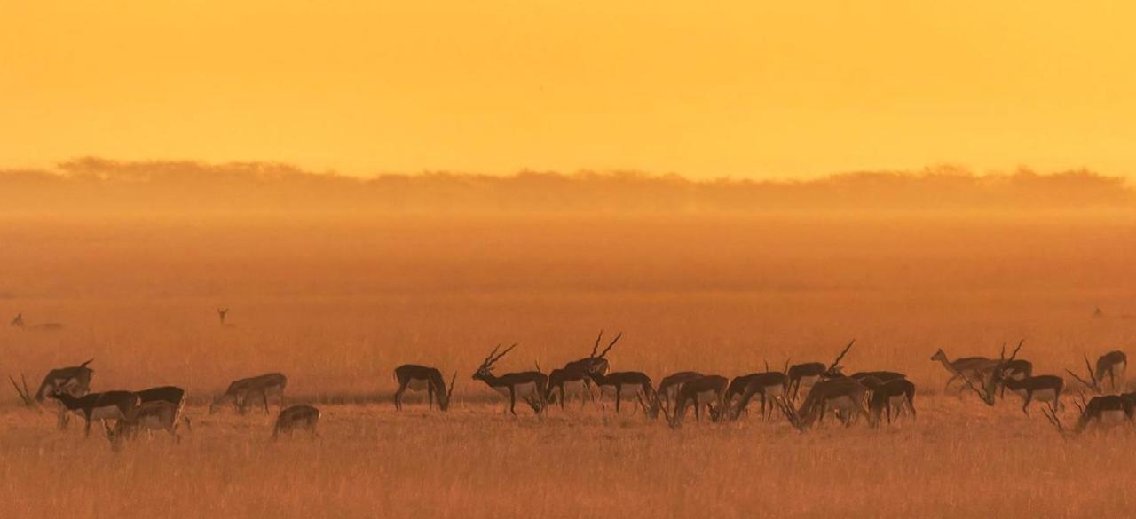 The Blackbuck Lodge 巴夫那加尔 外观 照片